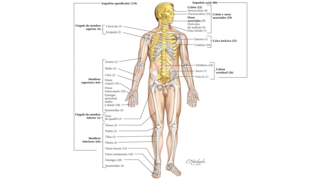 corpo humano