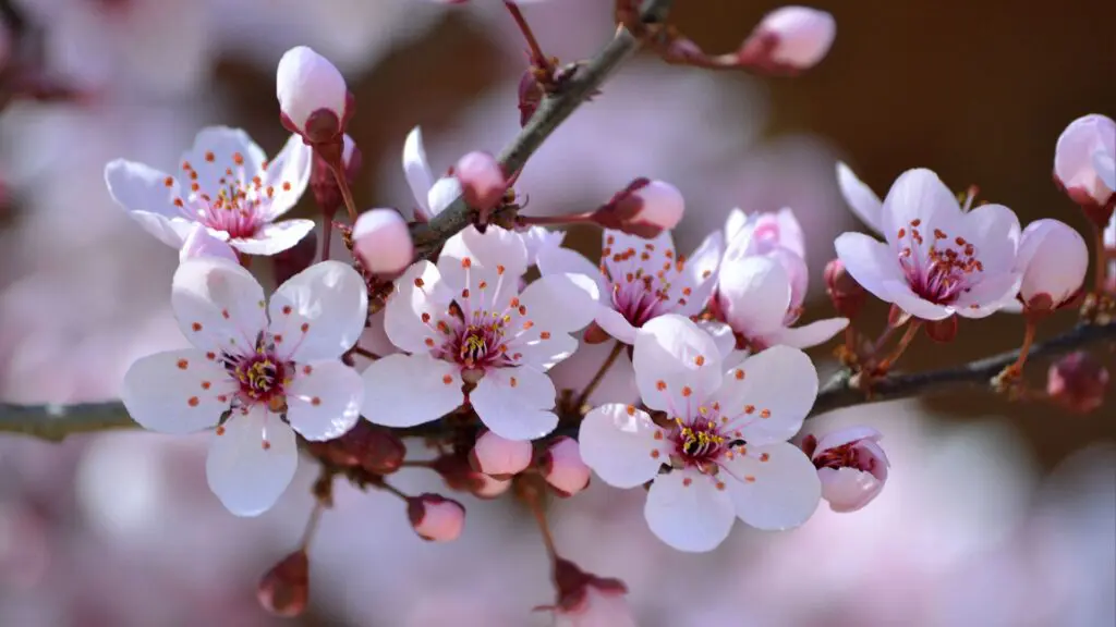 flores 