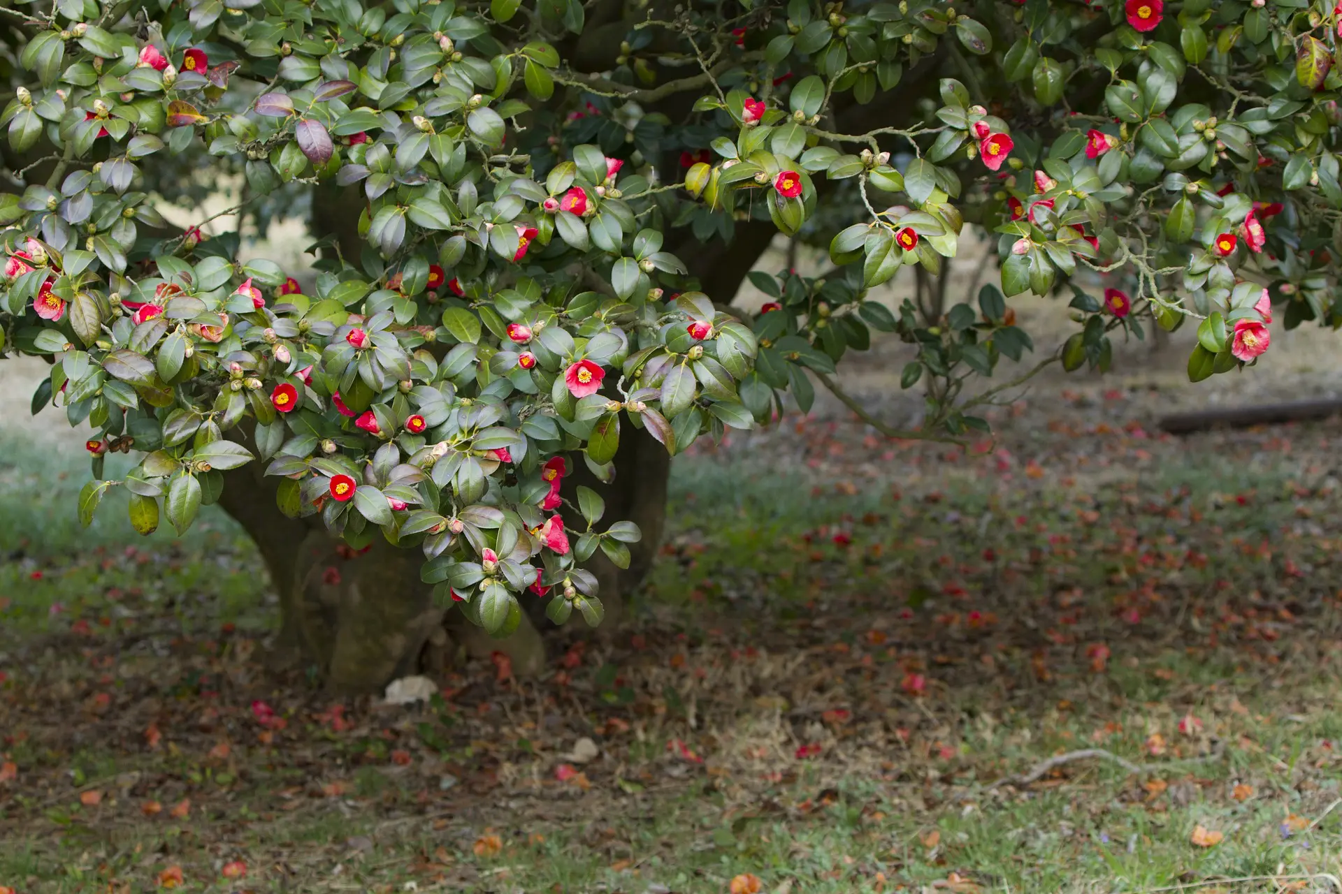 camelia 1