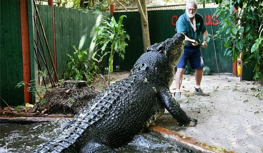 crocodilos