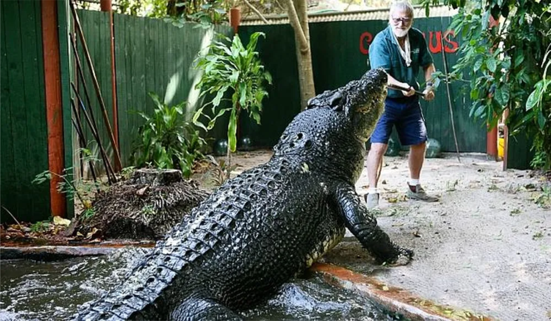 crocodilos