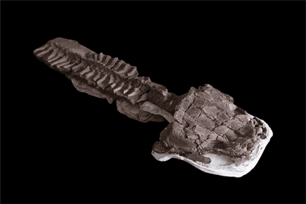 fossil