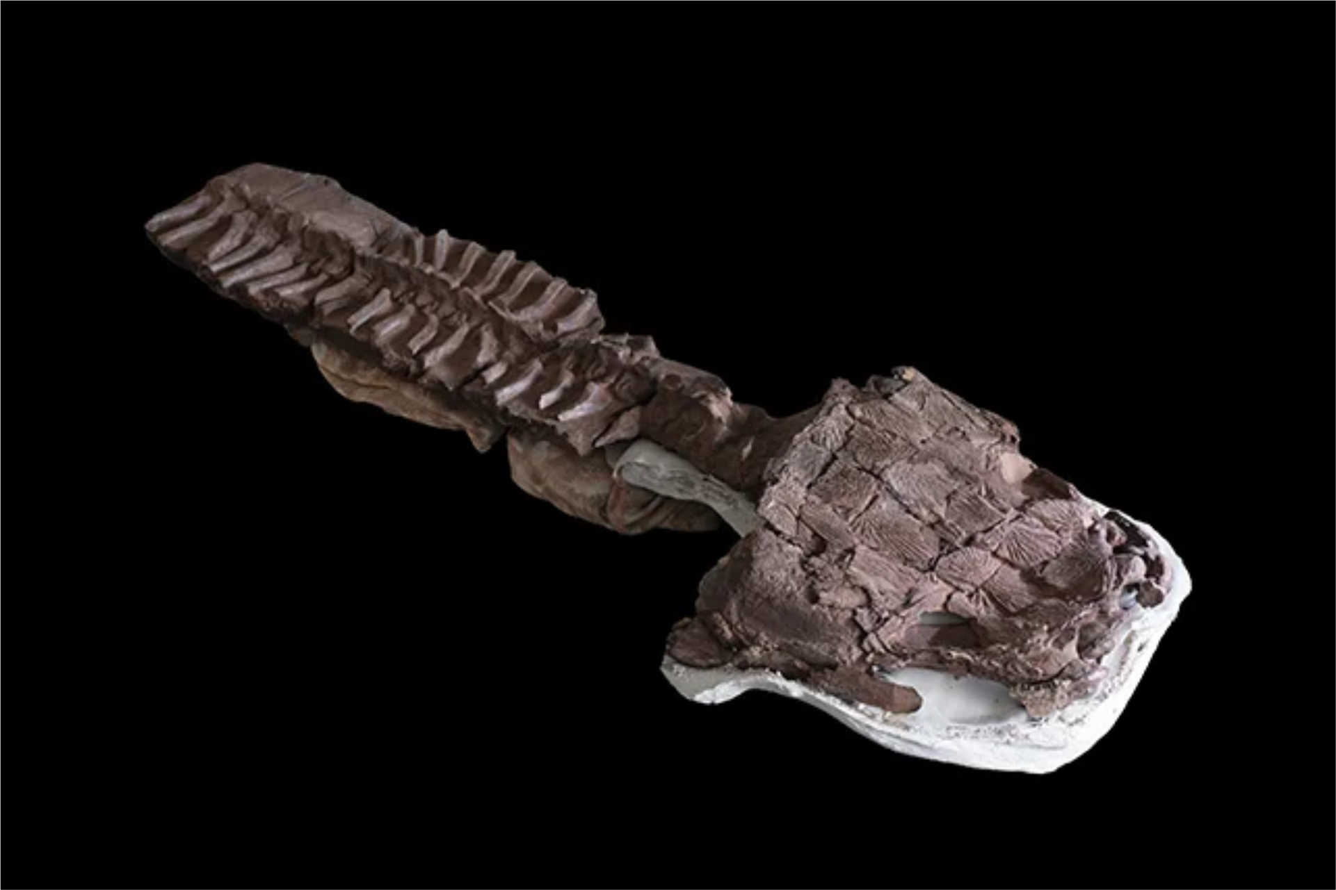 fossil