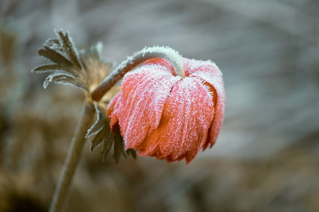 pasqueflower 3840163 1280