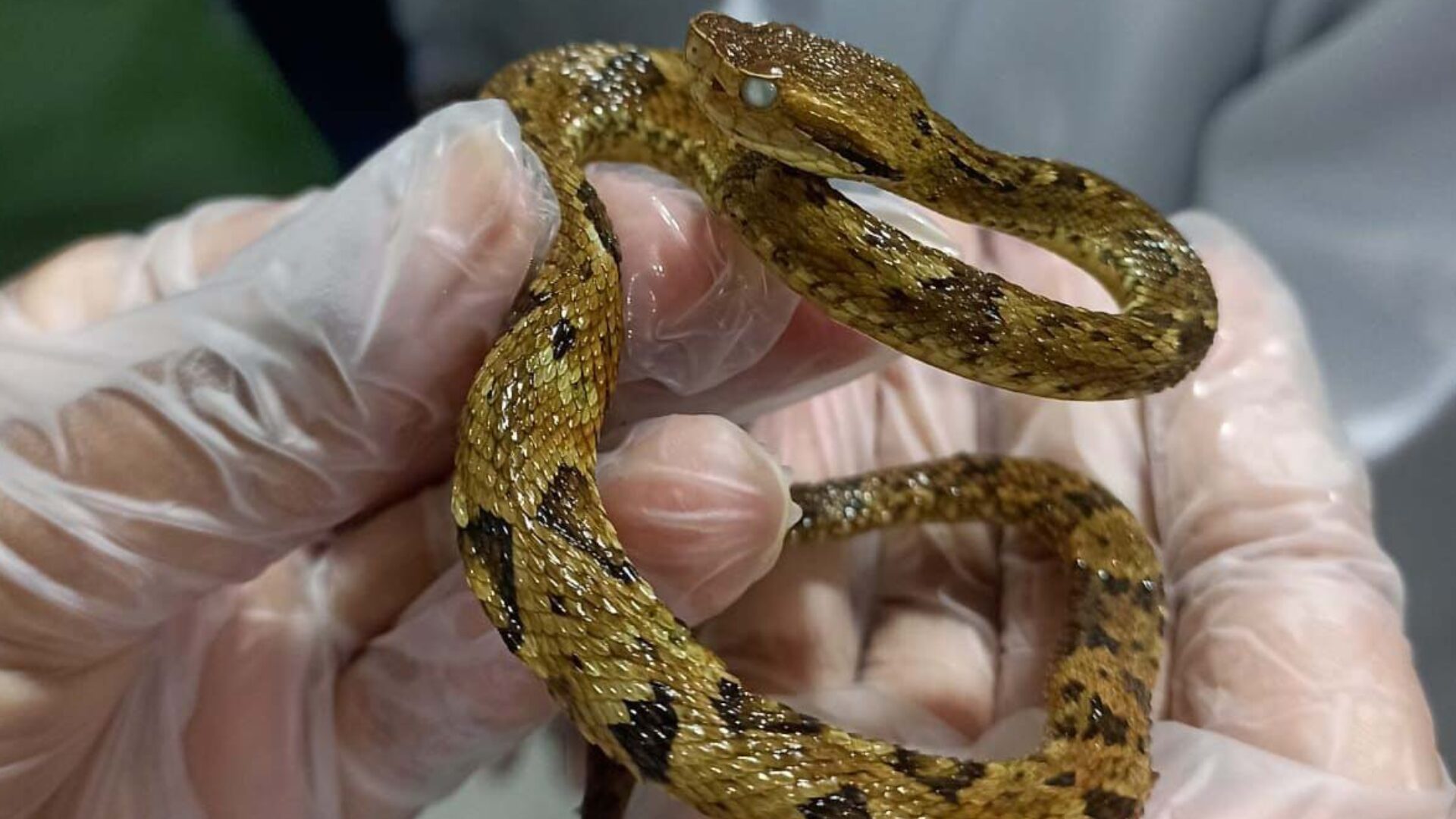 Saúde monitora serpentes no Estado e garante soro que neutraliza ação do veneno