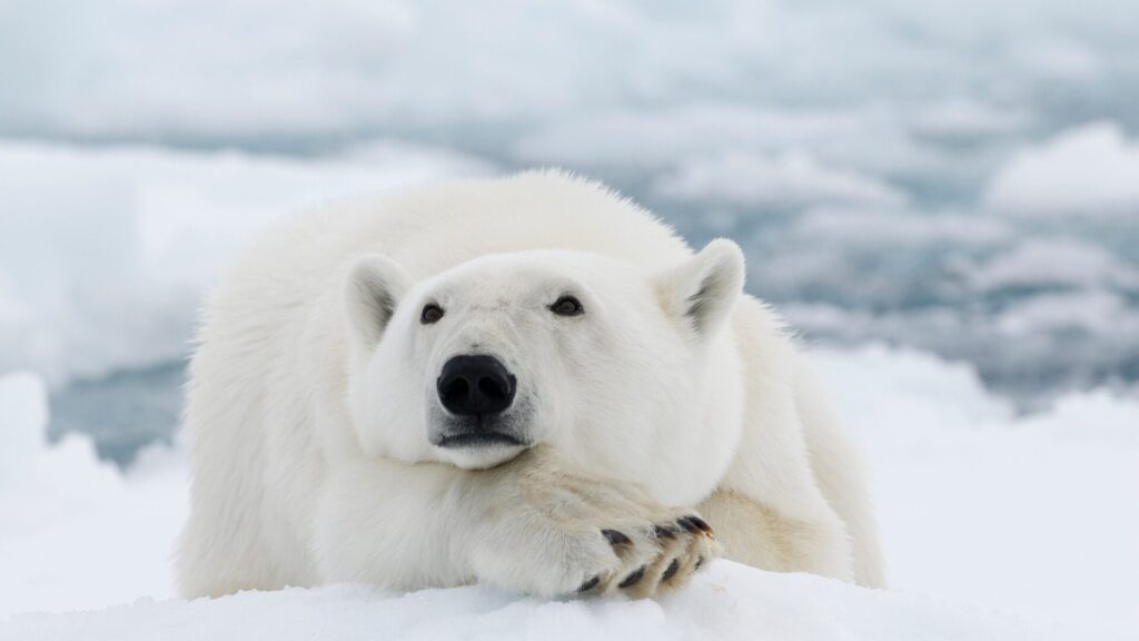 10 animais mais fortes do mundo