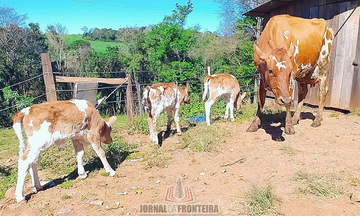 Nascimento de bezerras trigêmeas surpreende agricultores bonjesuenses