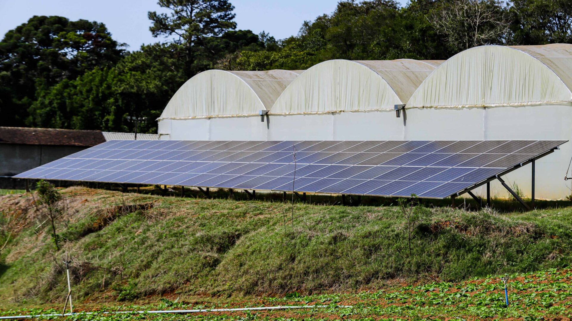 Agricultor reduz custos com energia solar e hidroponia