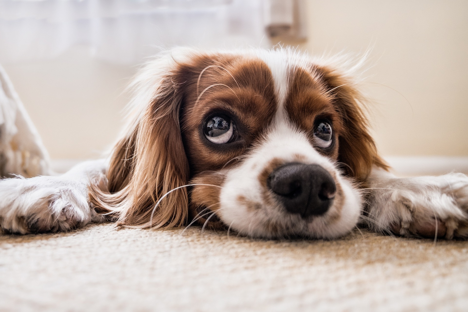 Os cães de pequena estatura mais dóceis para crianças