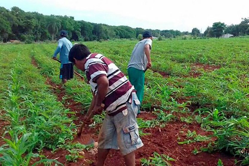 Paraná amplia apoio e impulsiona famílias rurais