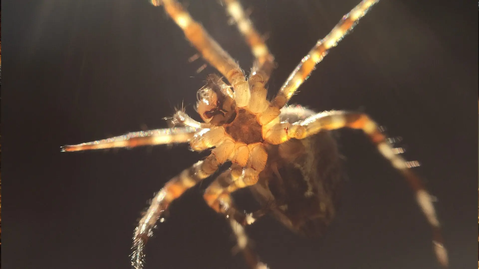 espécie de aranha