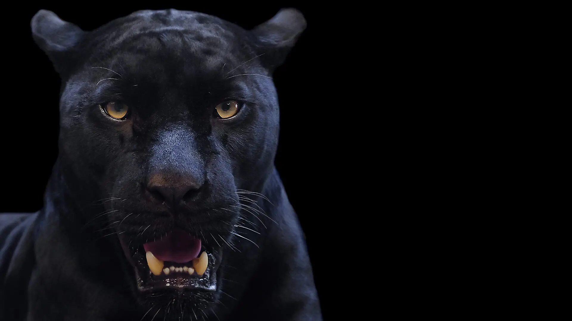 pantera negra