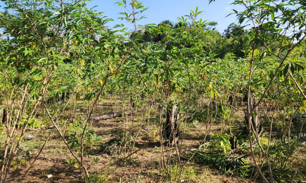 Praga quarentenária da mandioca é detectada pela primeira vez no Brasil