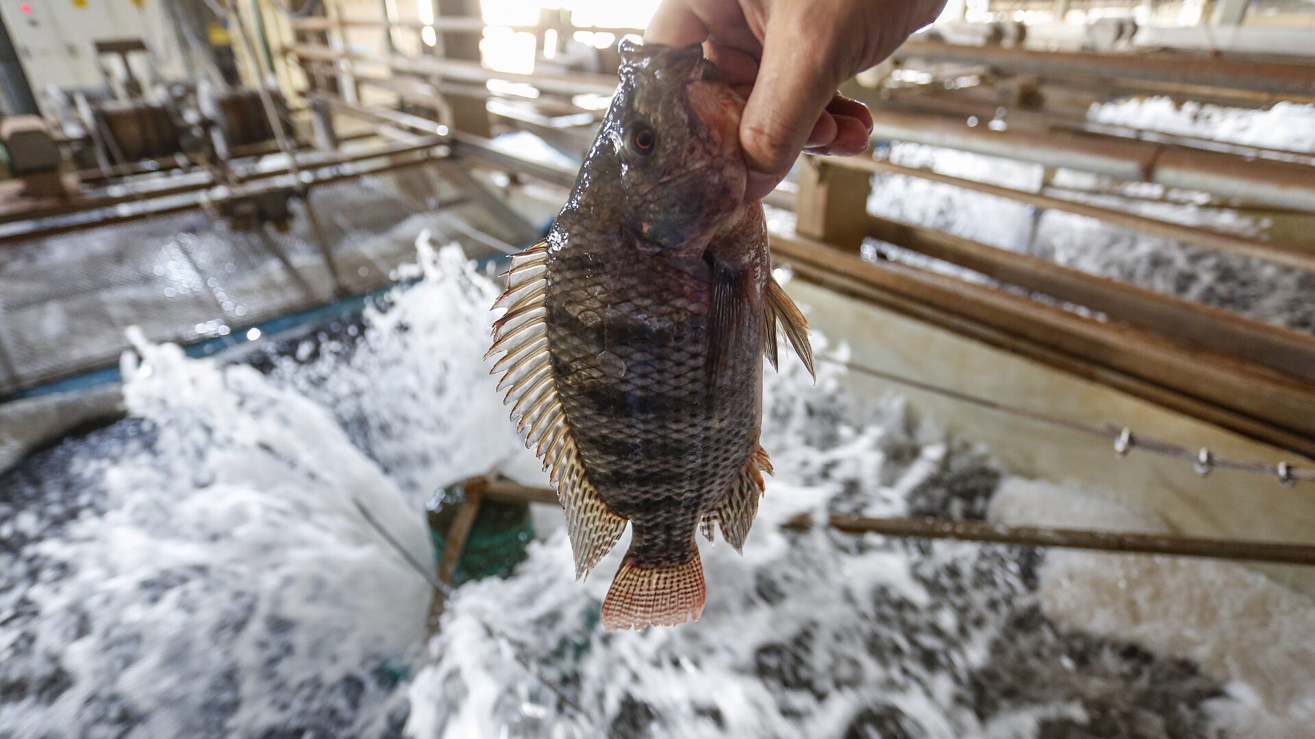 Paraná lidera produção nacional de pecuária e aquicultura