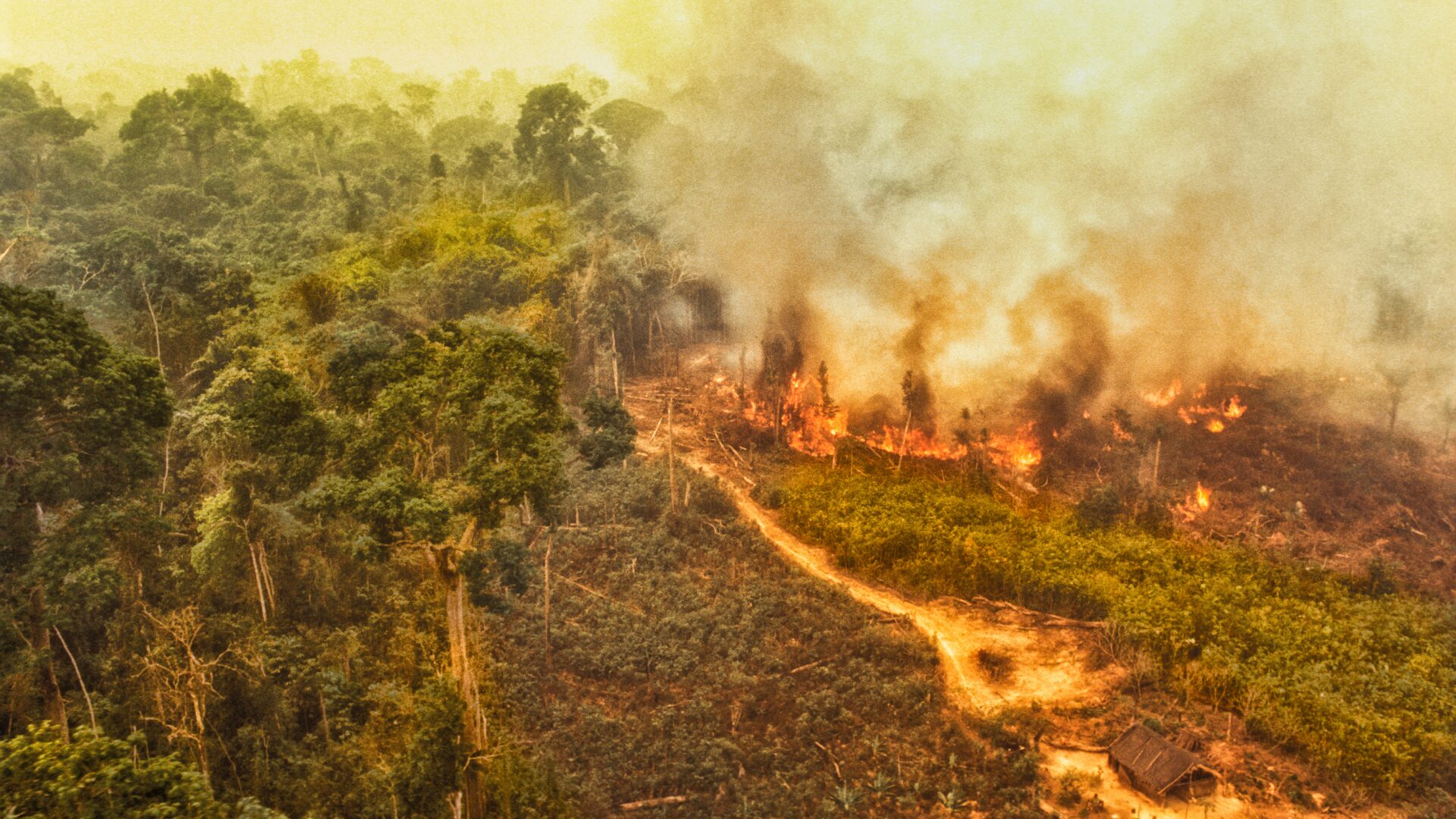 Emissões de gases do efeito estufa na Amazônia aumentam 60% com queimadas