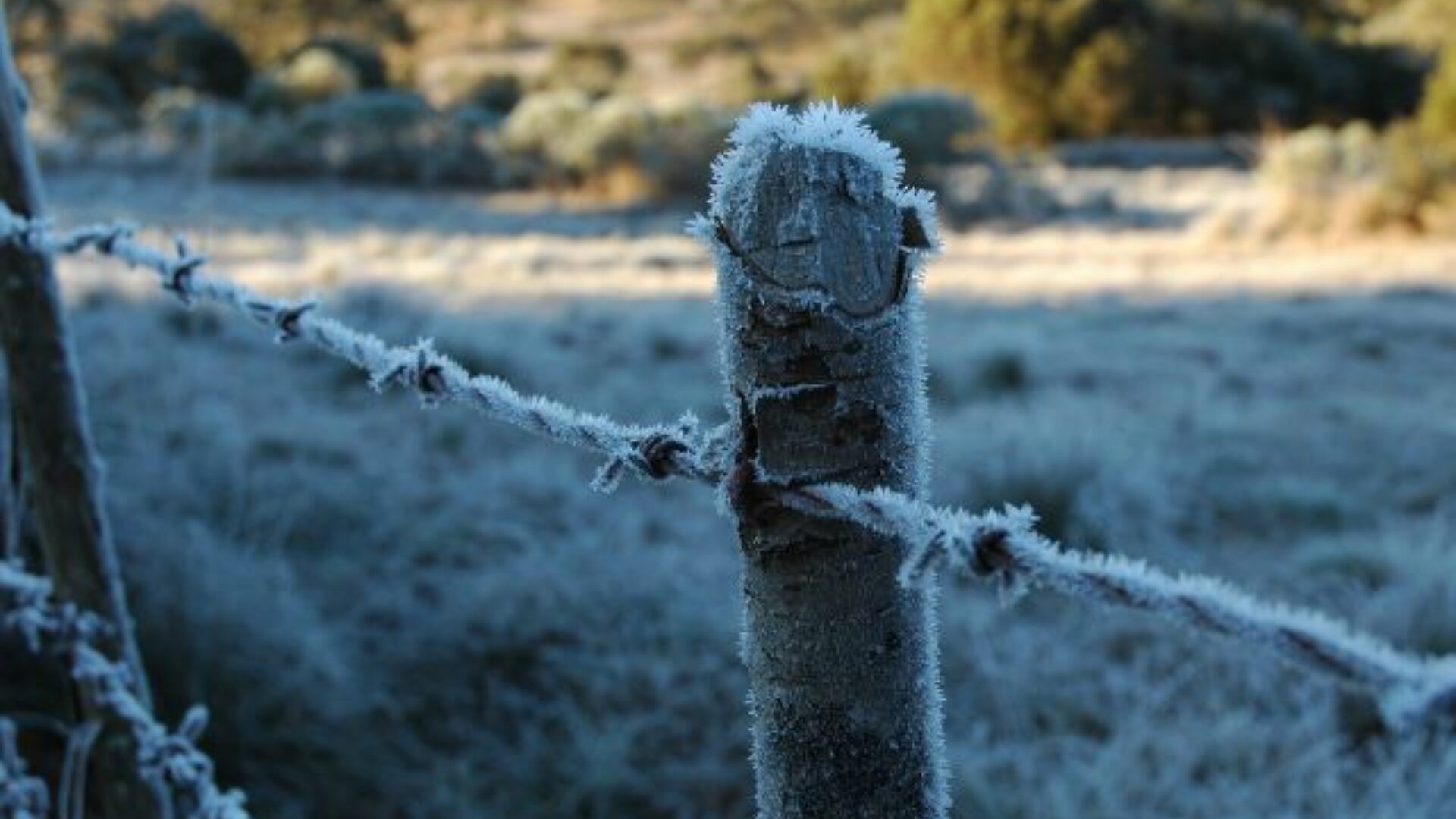 Epagri lança nova versão do monitoramento do frio para fruteiras de clima temperado