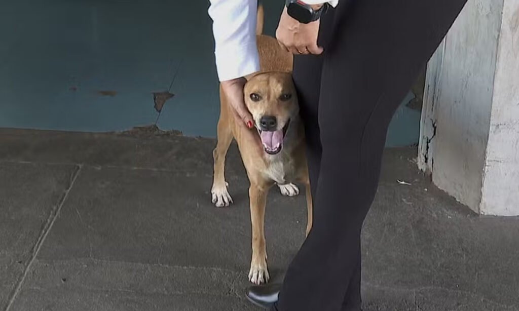 Filhos da mulher tentaram levar cachorro para casa após a morte dela, mas ele sempre voltava para o hospital