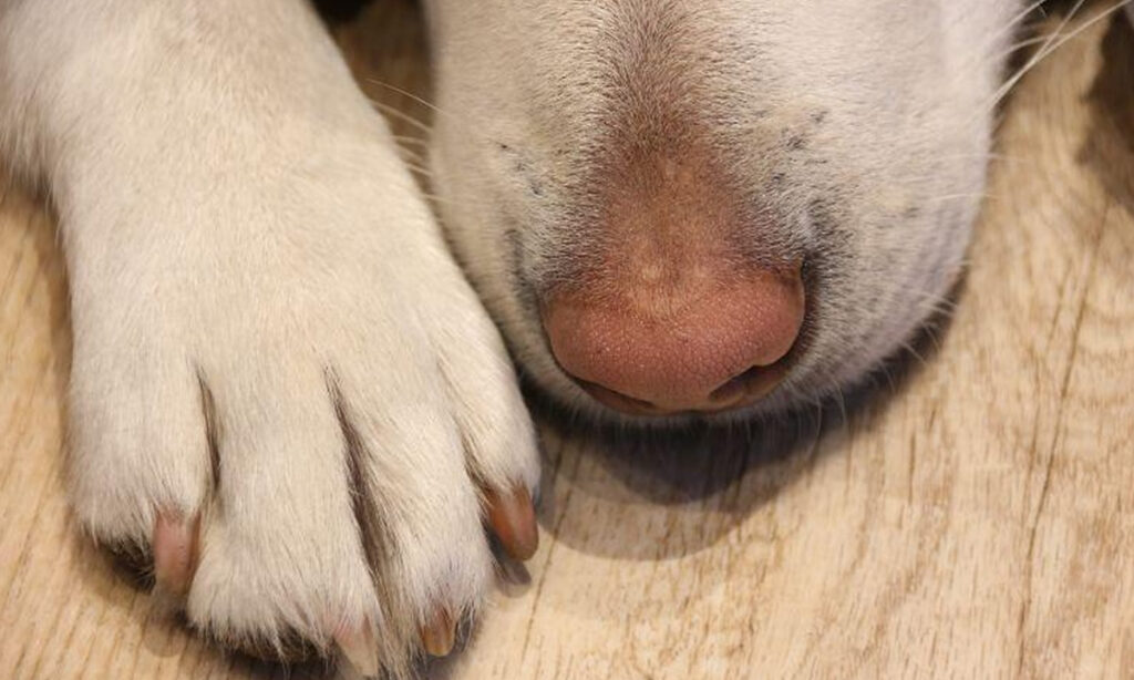 Cachorro foi adquirido durante o casamento e, desde a separação, cuida dele sozinha. Cão demanda inúmeros cuidados devido a doenças