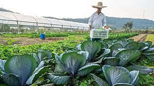 Santa Catarina realiza webinário para adesão ao Sistema de Segurança Alimentar