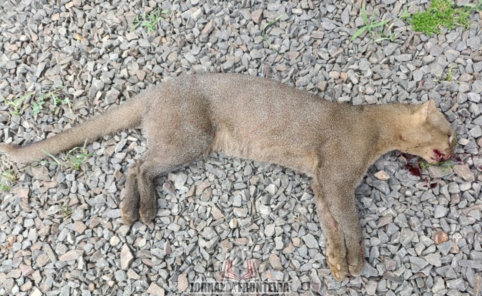 Policial Militar encontra gato-mourisco morto no interior de Dionísio Cerqueira