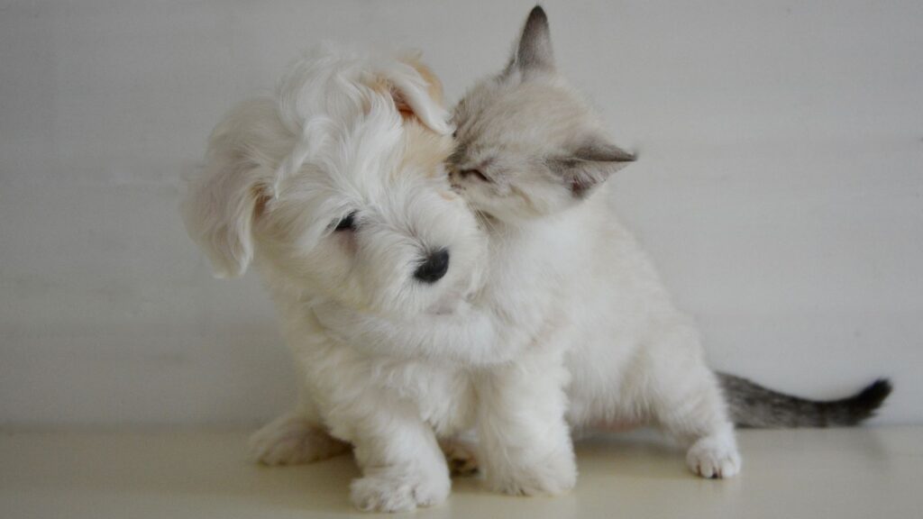 7 jogos inteligentes para treinar a mente de cães e gatos