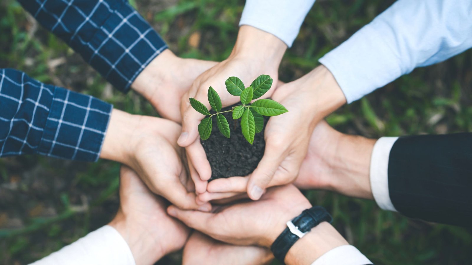 As 20 maiores cooperativas do agronegócio brasileiro