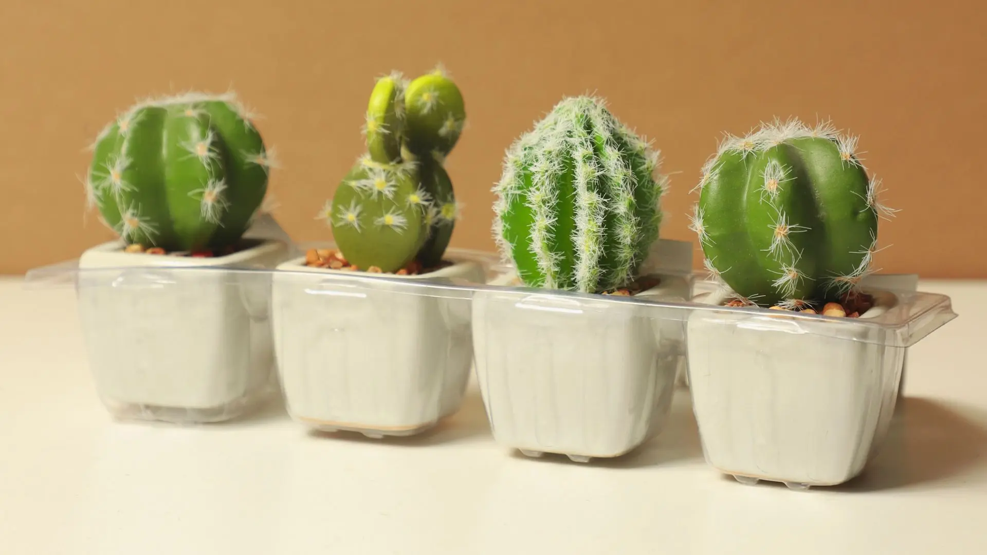 cactos