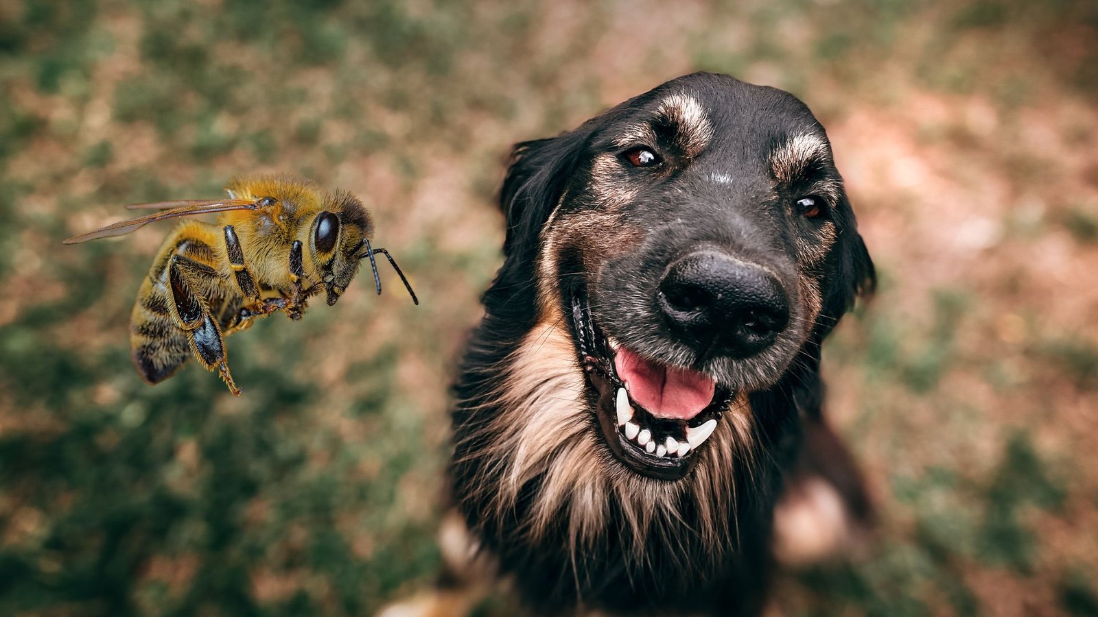 Meu cachorro foi picado por uma abelha o que fazer?