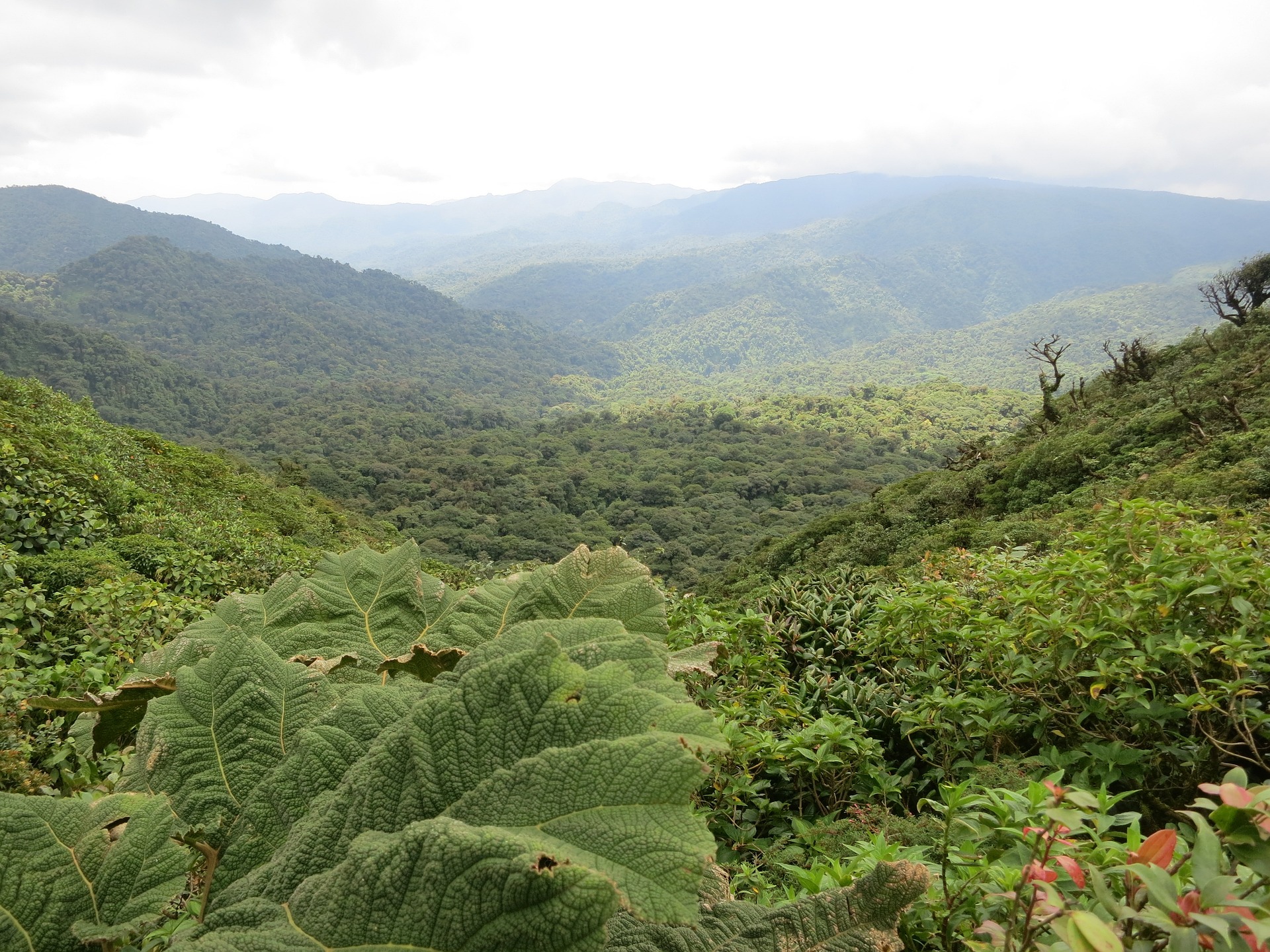 A tecnologia que está revelando segredos maias escondidos nas florestas