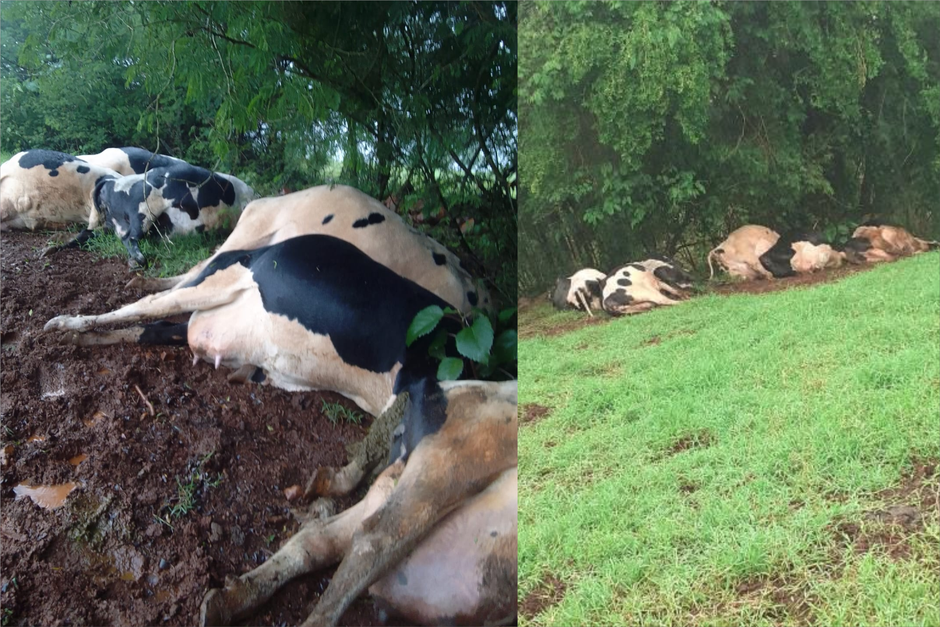 Raio mata sete vacas no interior de São José do Cedro