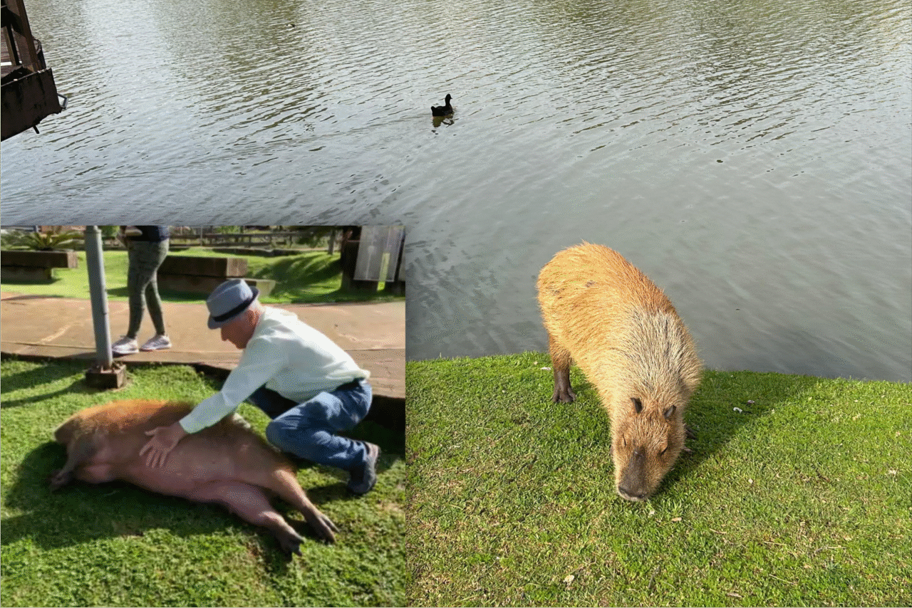 A história curiosa de um aposentado e sua amizade com uma capivara popular 4 aposentado capivara