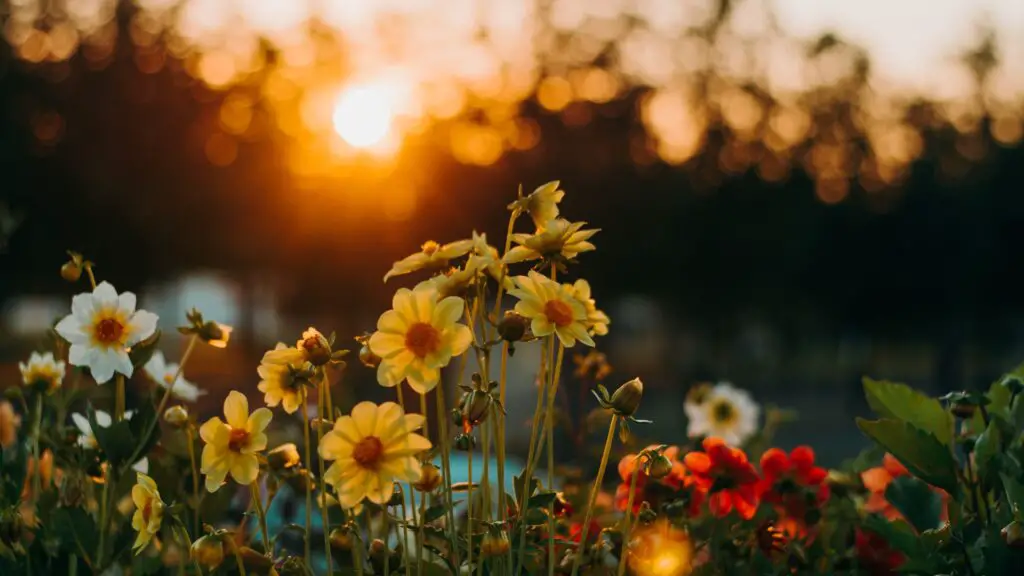 Descubra a linguagem das flores e os significados escondidos
