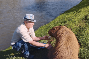 capivara 1