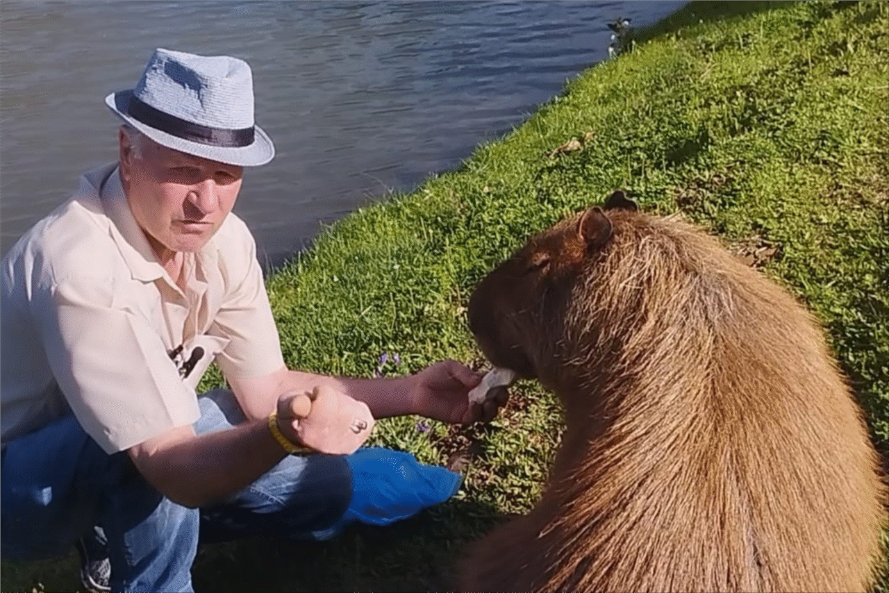 capivara 2