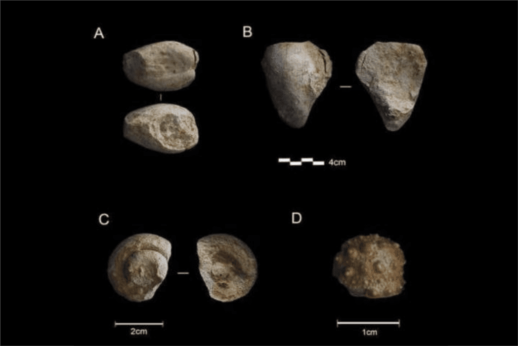 neandertais