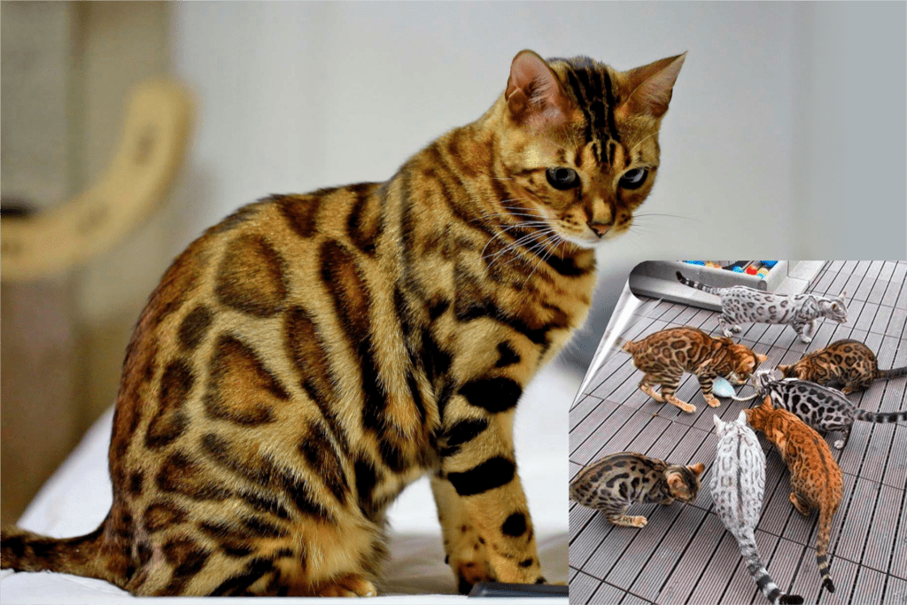 As 5 raças de gatos mais exóticos do mundo 3 Bengal 1