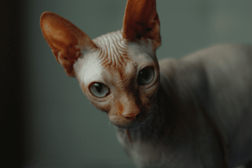 As 5 raças de gatos mais exóticos do mundo 2 Sphynx 1