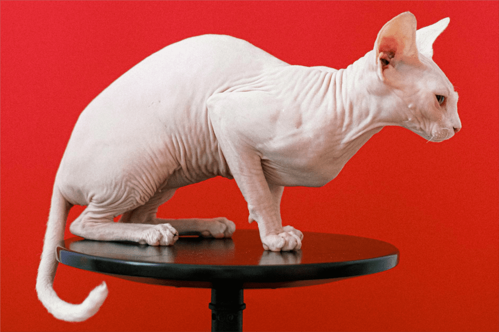 As 5 raças de gatos mais exóticos do mundo