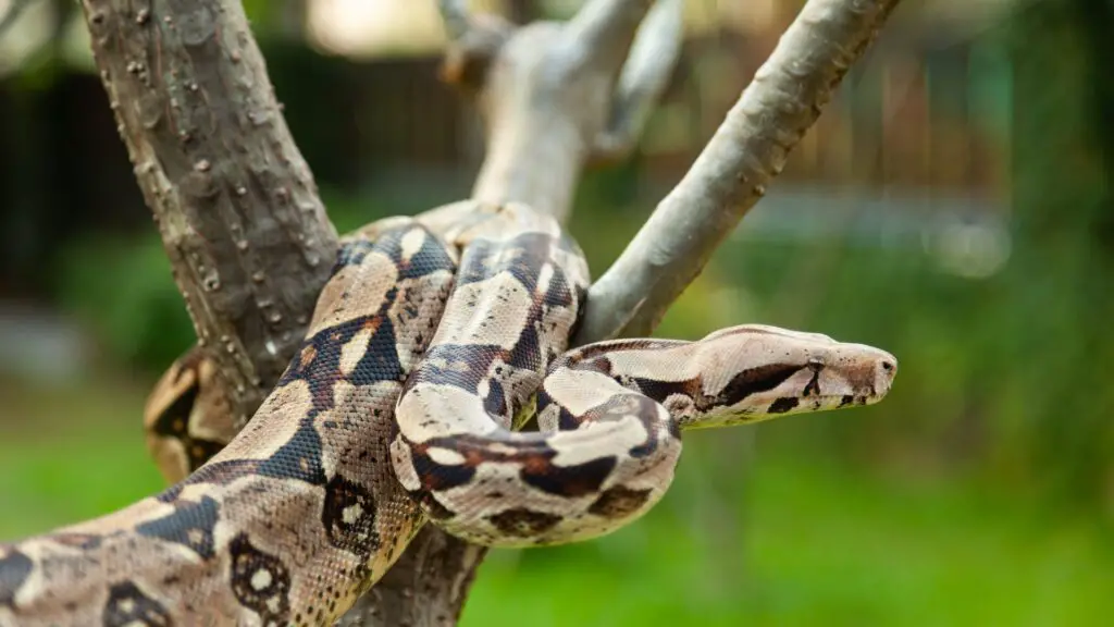 As 7 maiores cobras do mundo 2 cobras
