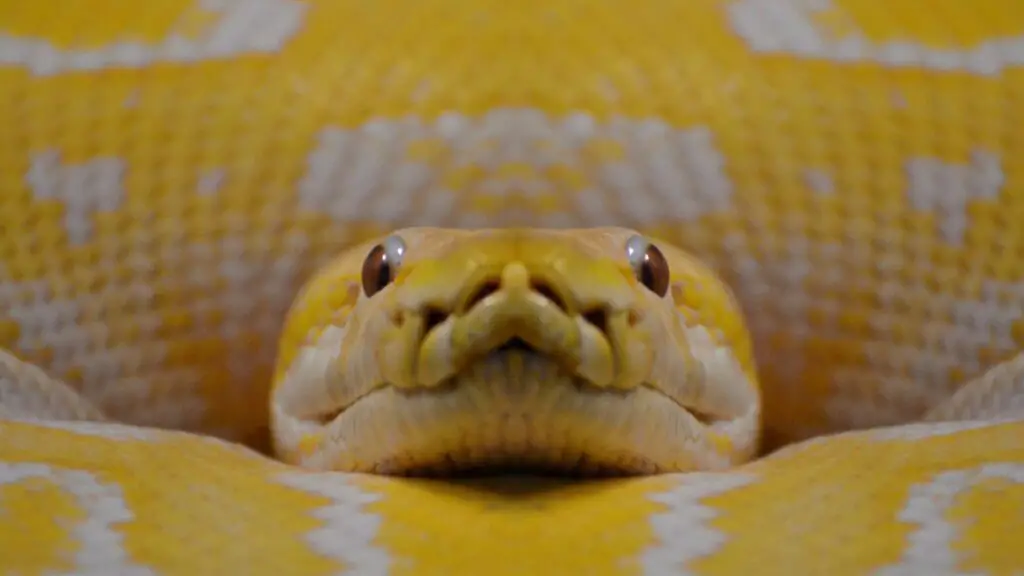 As 7 maiores cobras do mundo 3 cobras
