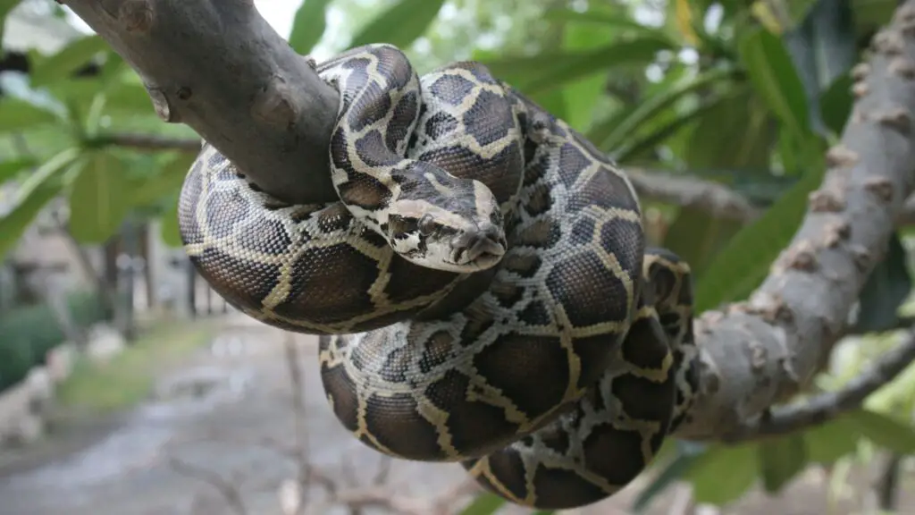 As 7 maiores cobras do mundo 4 cobras