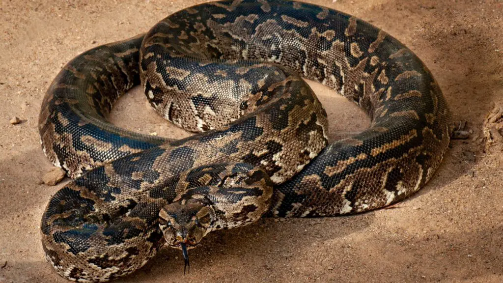 As 7 maiores cobras do mundo 6 cobras