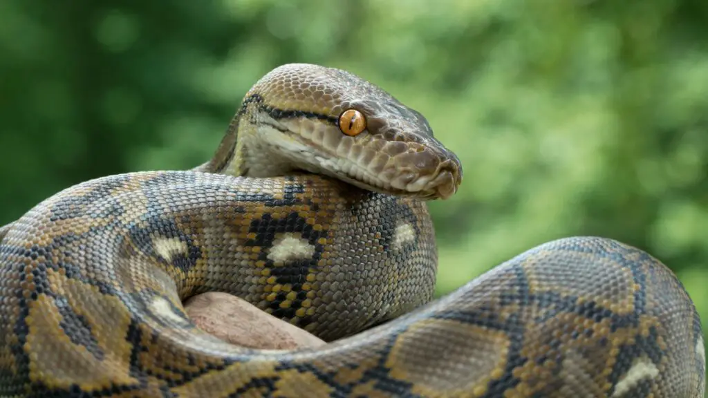 As 7 maiores cobras do mundo 7 cobras