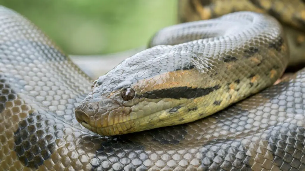 As 7 maiores cobras do mundo 8 cobras