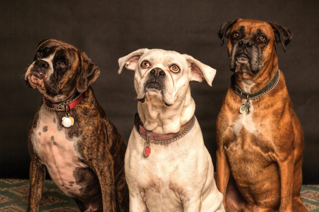 Para que serve o Cadastro Nacional de Pets criado pelo governo?