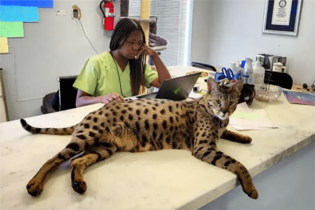 As 5 raças de gatos mais exóticos do mundo 5 savannah gato 1