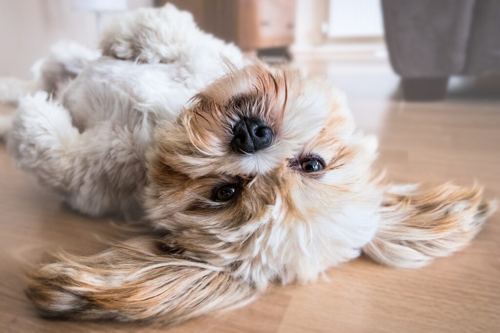 As doenças que mais afetam a adorada raça dos Shih-tzu