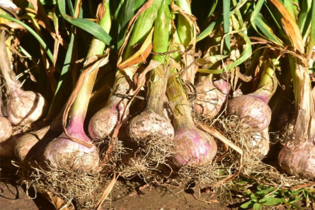 Entidades se unem para conquistar indicação geográfica do alho roxo catarinense