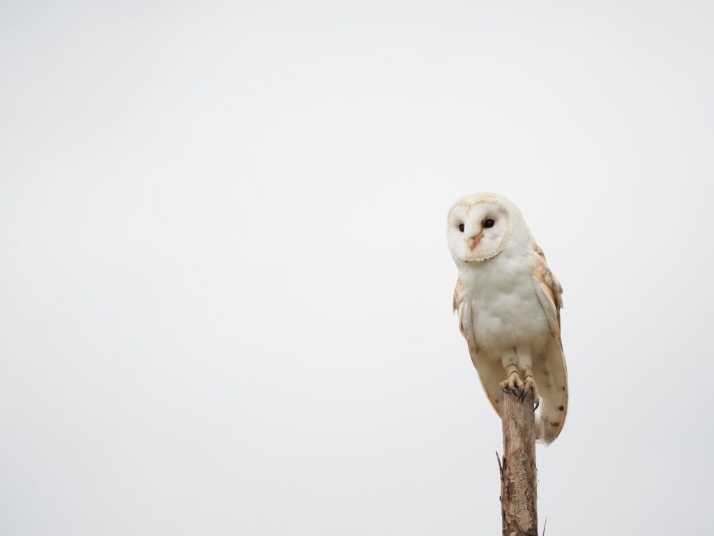 bird 3689510 1920