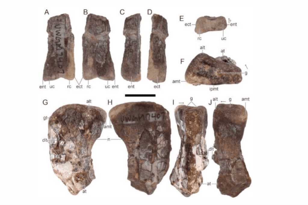 dinossauro